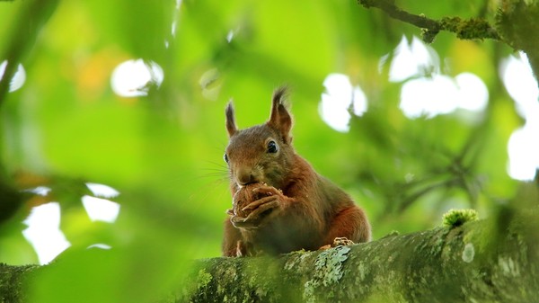 ardilla en una rama de nogal comiendo una nuez
