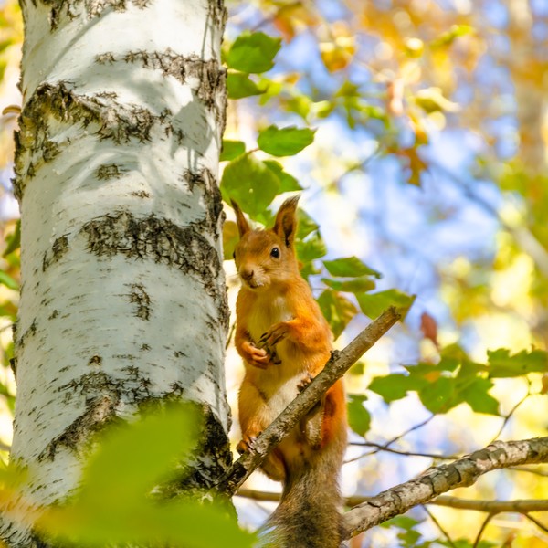 écureuil sur une branche de bouleau madré