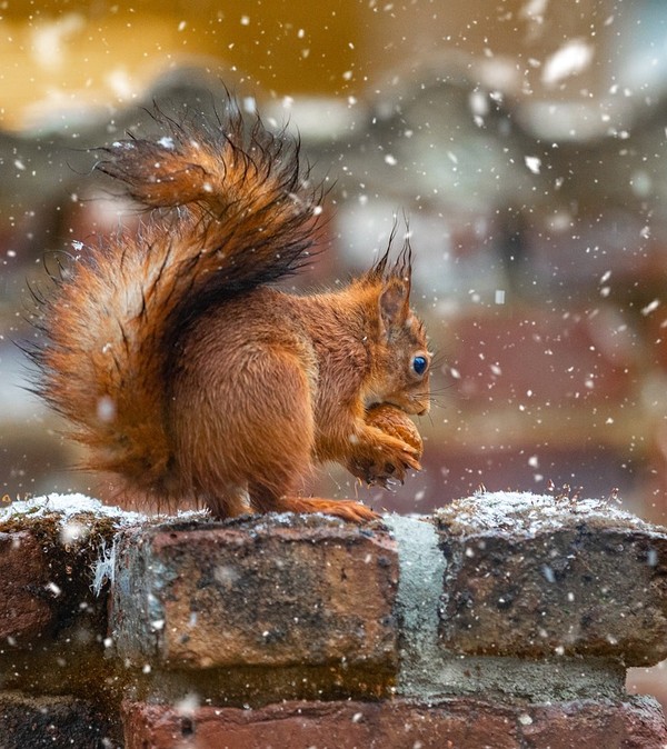ardilla comiendo una nuez bajo la nieve