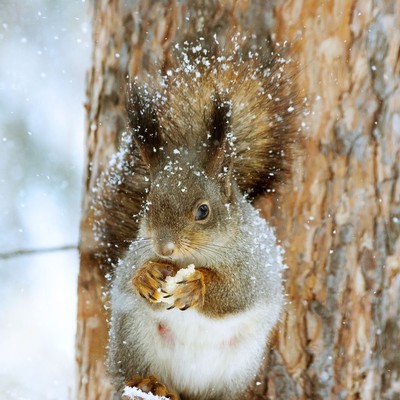Squirrel