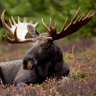 Elk
