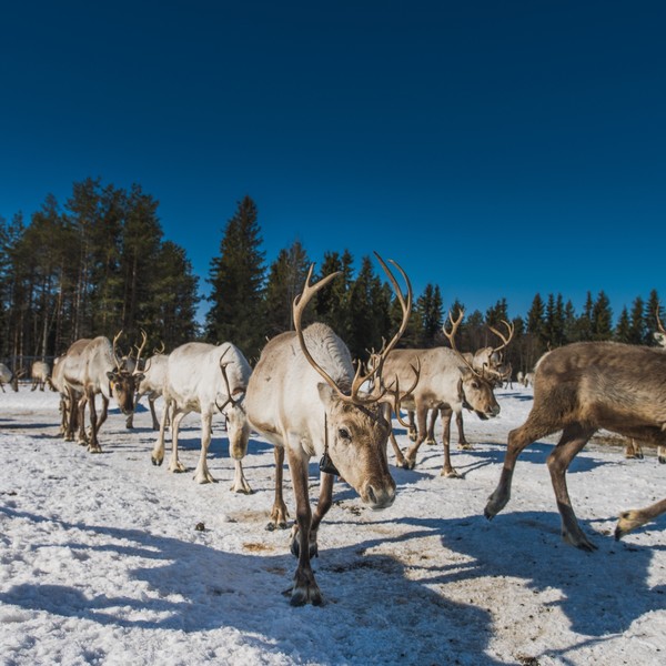reindeer in the wild
