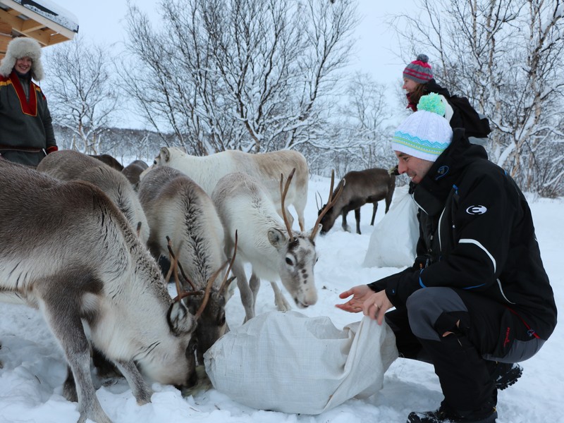 Ferme rennes Laponie
