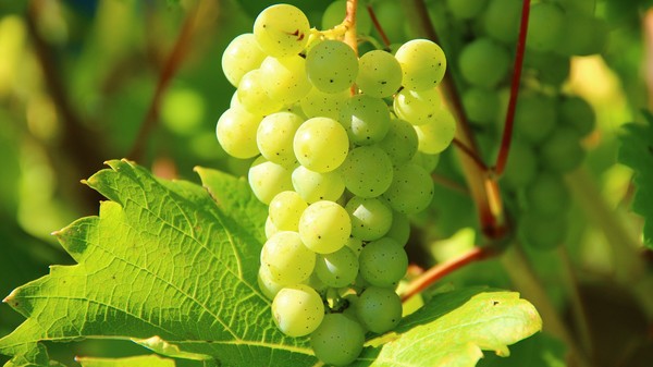 grape zoom