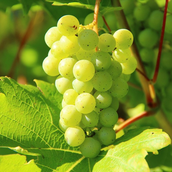 bunch of grapes