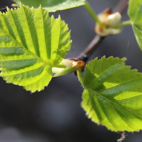 curly birch leaf in spring