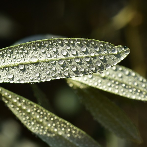 Feuille d’olivier avec des gouttes d’eau
