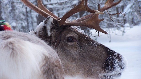 finlande-france-travel_rennes_6