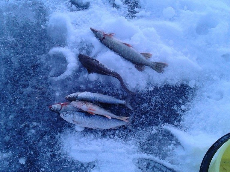 finlande-france-travel_peche_blanche_1