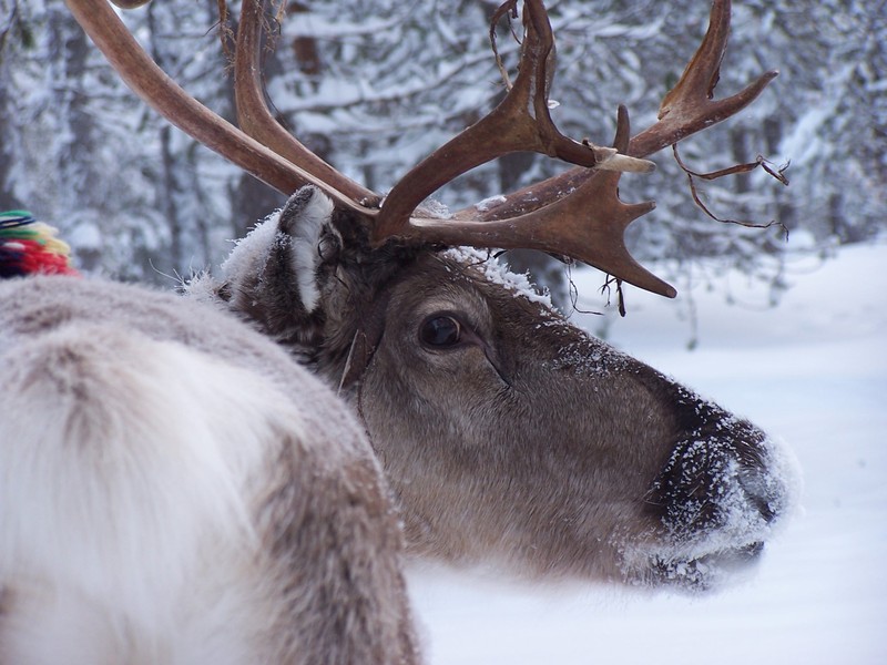 finlande-france-travel_rennes_6