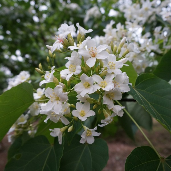 flores del árbol de tung