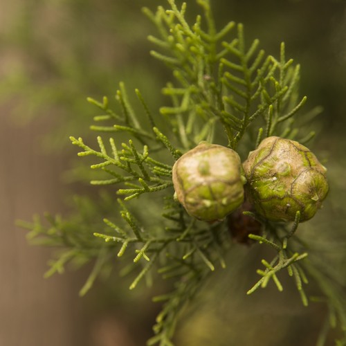 Juniperus phoenicea bloem