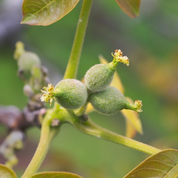 flor femenina que se convierte en el fruto del nogal