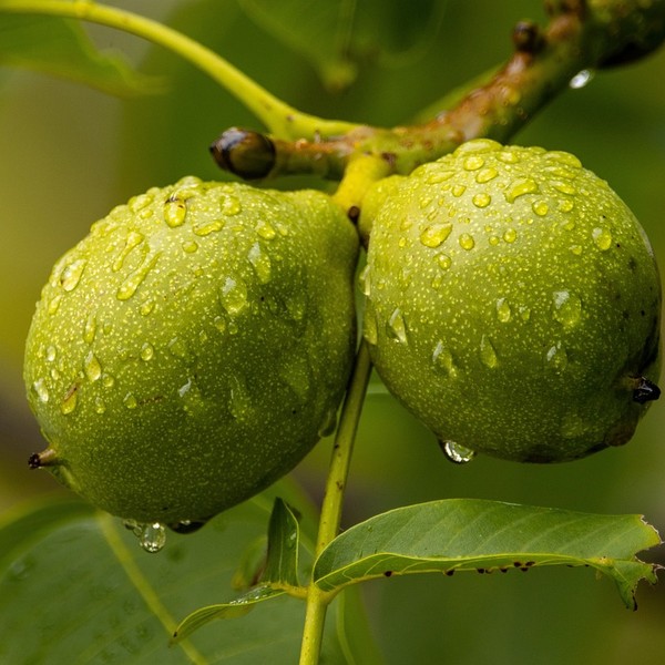 frutos del nogal en sus cáscaras