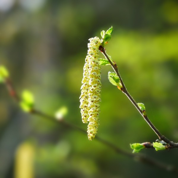 fruit du bouleau madré au printemps