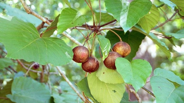 fruto del tung utilizado para hacer aceite