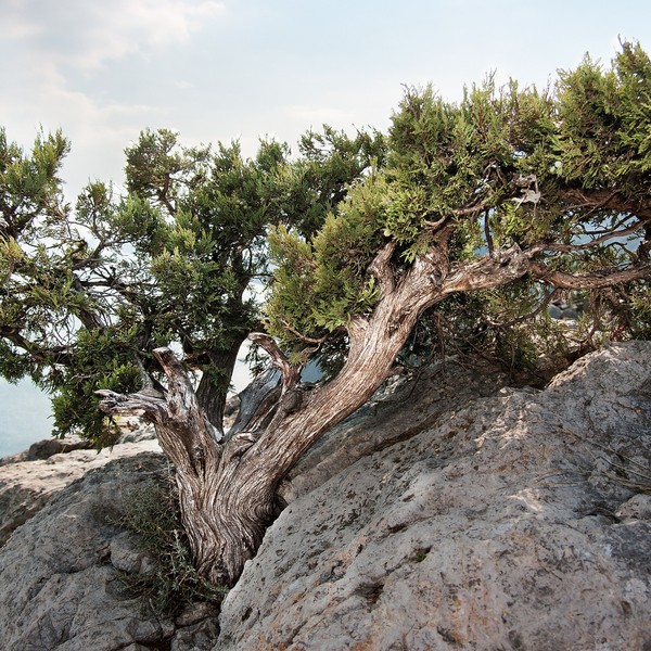 Juniperus sabina in de berg