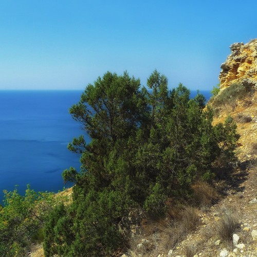 ginepro comune in natura