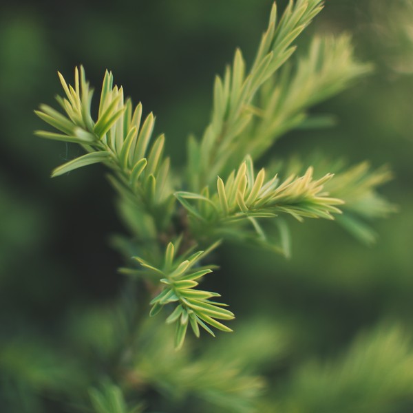 aghi di ginepro cade