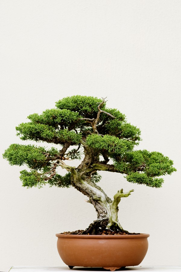 ginepro in bonsai