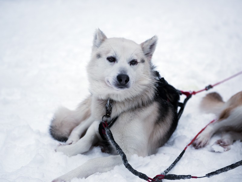 husky-2