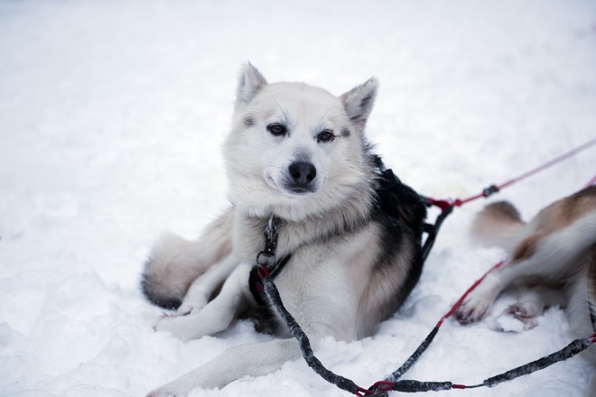 husky-2