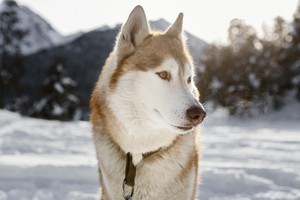 husky-3