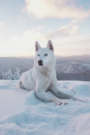 husky-5