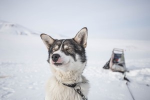 husky-6
