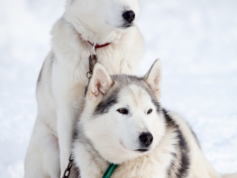 husky