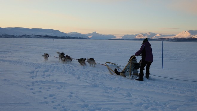 dog sledding on the tundra in winter