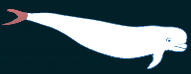 Le Bélouga, un cétacé exceptionnel et menacé. En savoir plus.