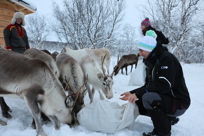 feeding reindeer on reindeer farms