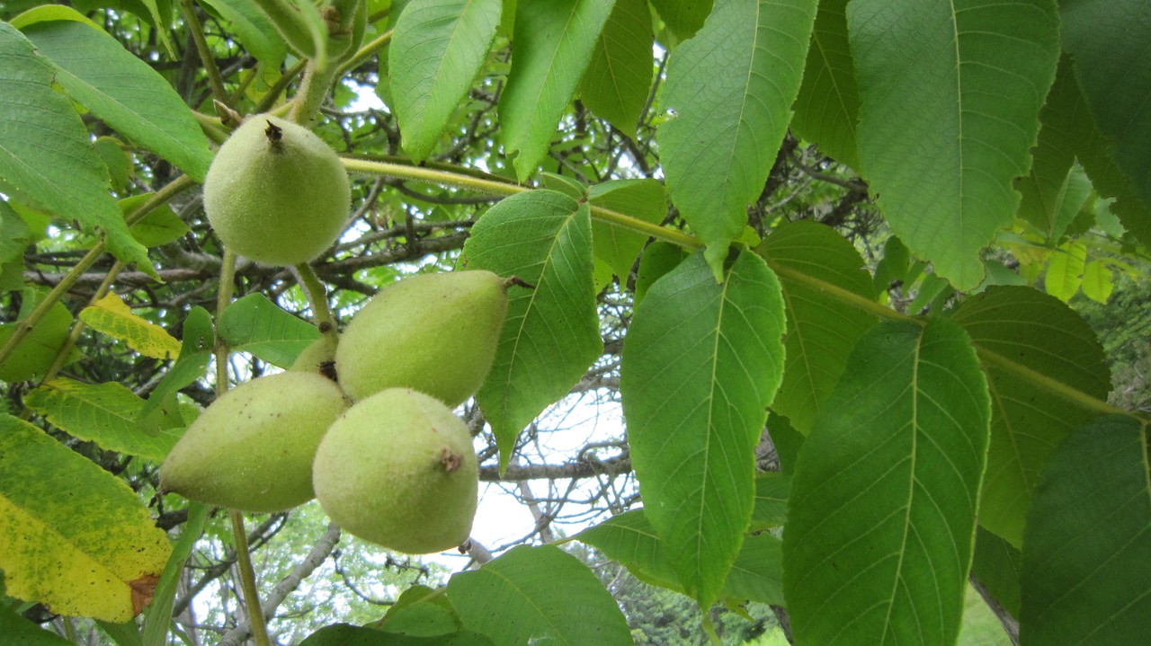 juglans cinerea