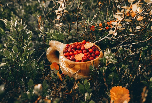 kuksa-nature-baies-rouge