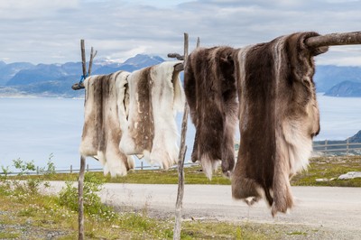 drying reindeer skins