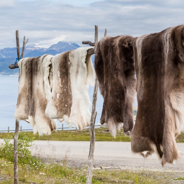 reindeer skin to dry