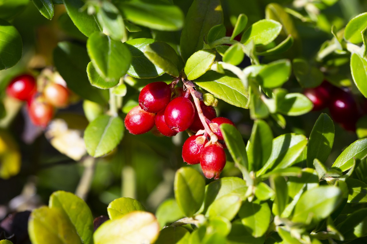 cranberry harvest finland