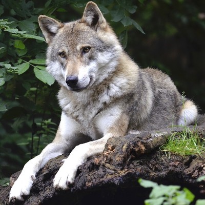 Wolf