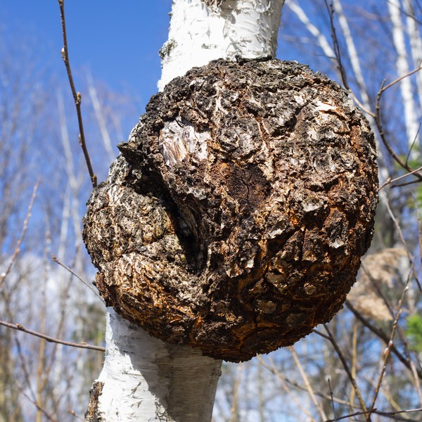 birch burl on the trunk of a birch tree