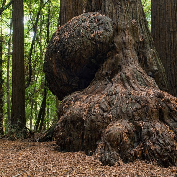 loupe de frêne-olivier