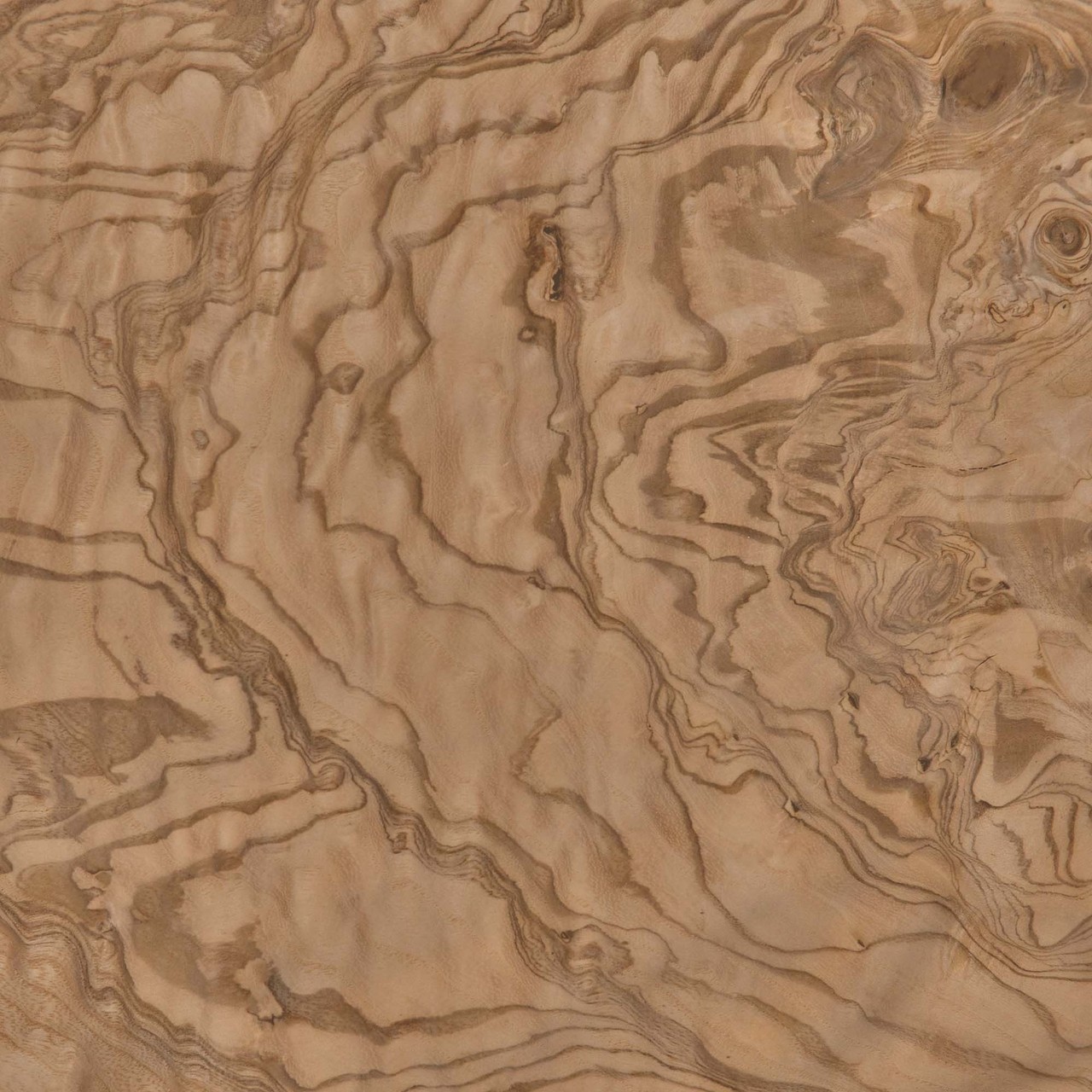 texture du bois de loupe de frêne-olivier