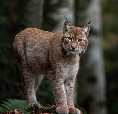 lynx