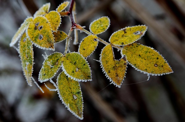 Maladie du bouleau madré