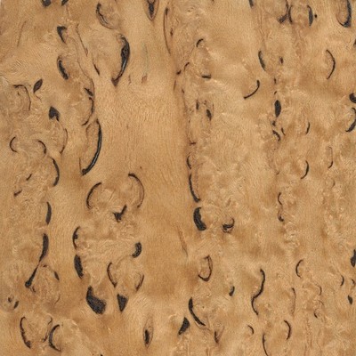 Masur birch from Scandinavia