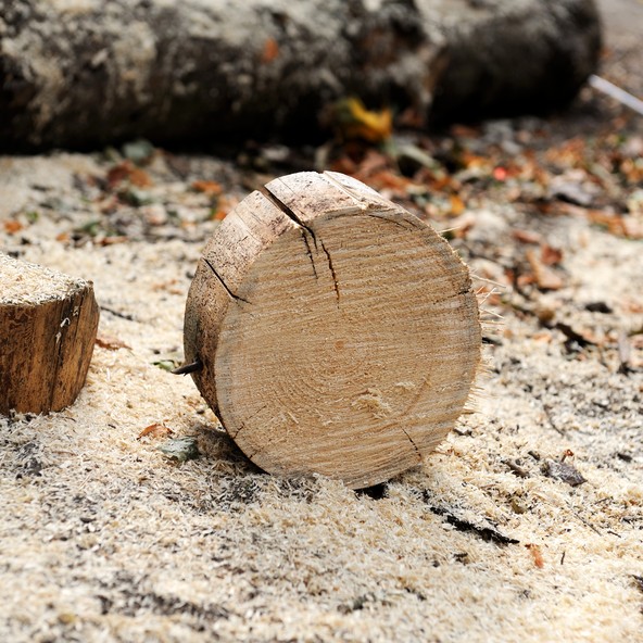 morceau de bois de bouleau