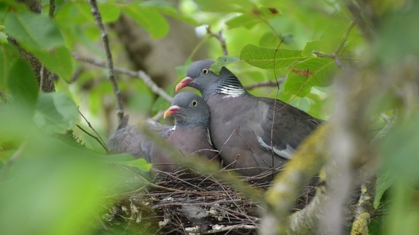 dos palomas en su nido sobre una rama de nogal