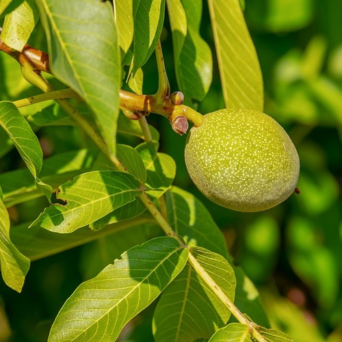 fruto del nogal: nuez en su cáscara verde