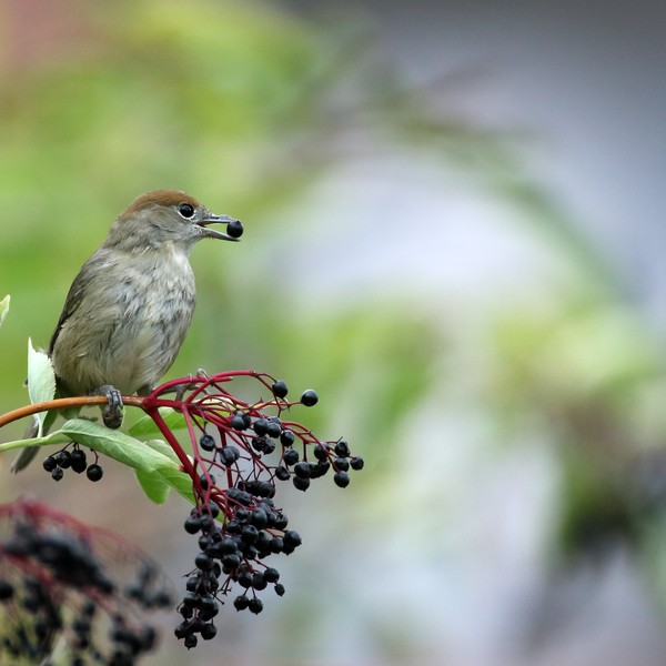 uccello su un ramo di sambuco che mangia una bacca