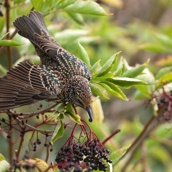 uccello che mangia bacche di sambuco